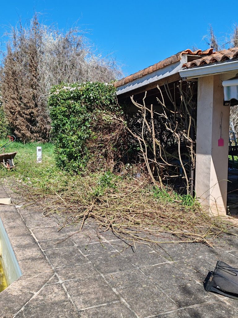 Peut être une image de herbe et arbre